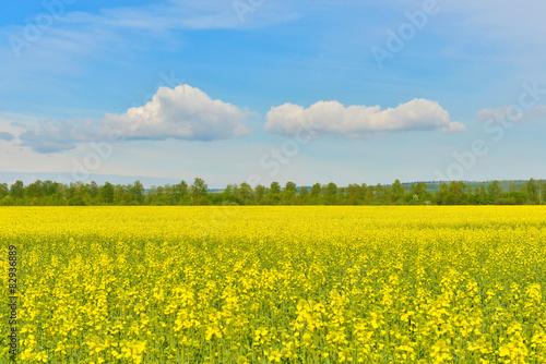 Countryside field full of yellow flowers