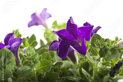 Flower of violet color on the white background