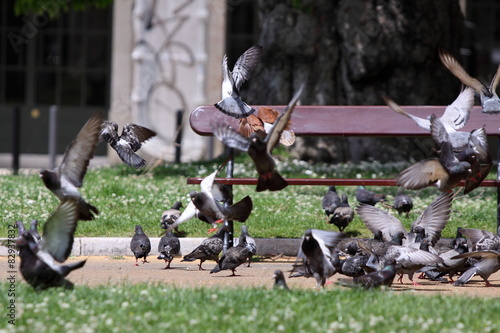 Tauben im Park