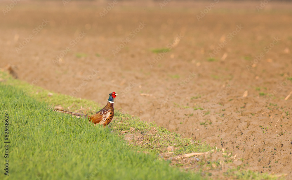 Fototapeta premium Pheasant standing on ground