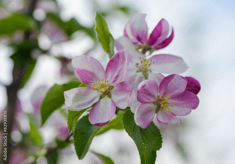Apple blossom Apple blossom