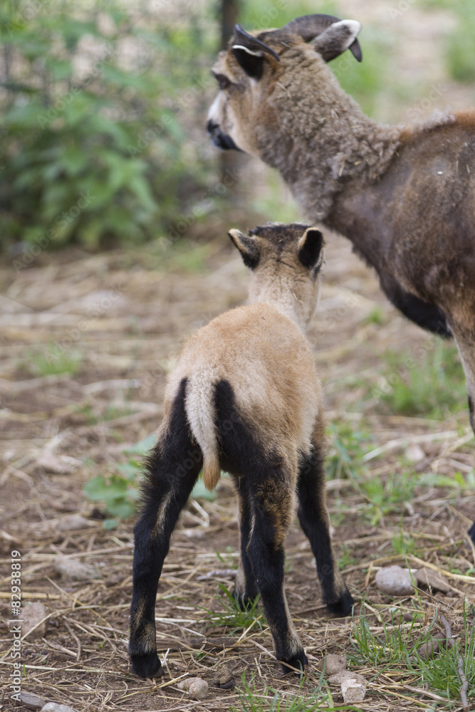 Fototapeta premium sheep in the farm