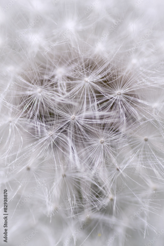 Fototapeta premium Dandelion detail