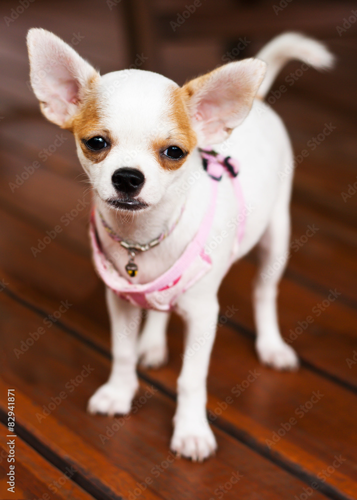 Chihuahua dog