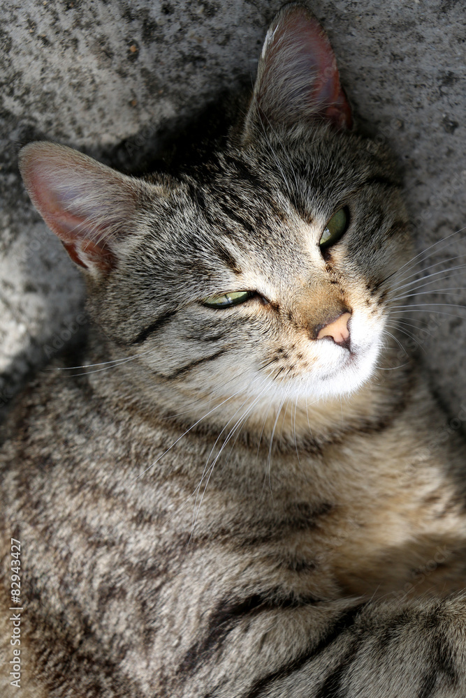 Sleepy tabby cat, head close-up. Natural light, selective focus.