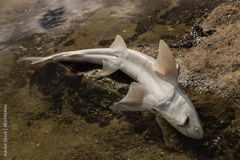 Fototapeta premium close up of baby shark carcass
