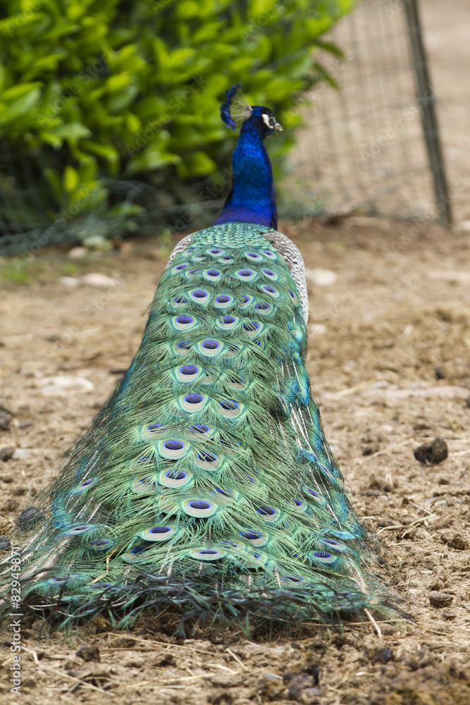 Obraz premium Peacock in the farm