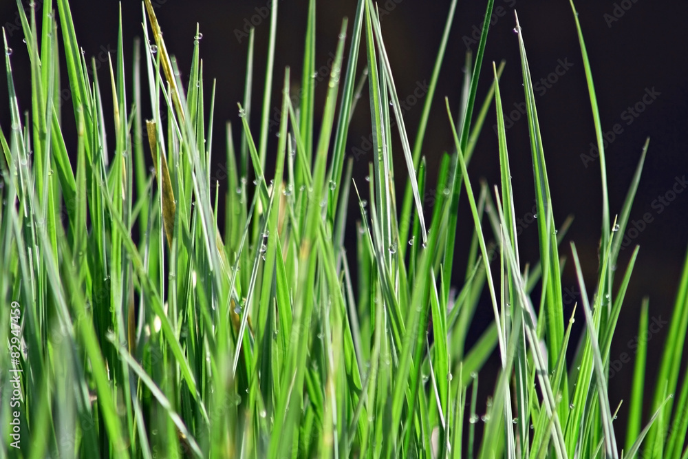 Obraz premium Blades of green grasses in early morning with tiny dew drops 