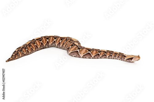 Gaboon Viper Large Snake Side View