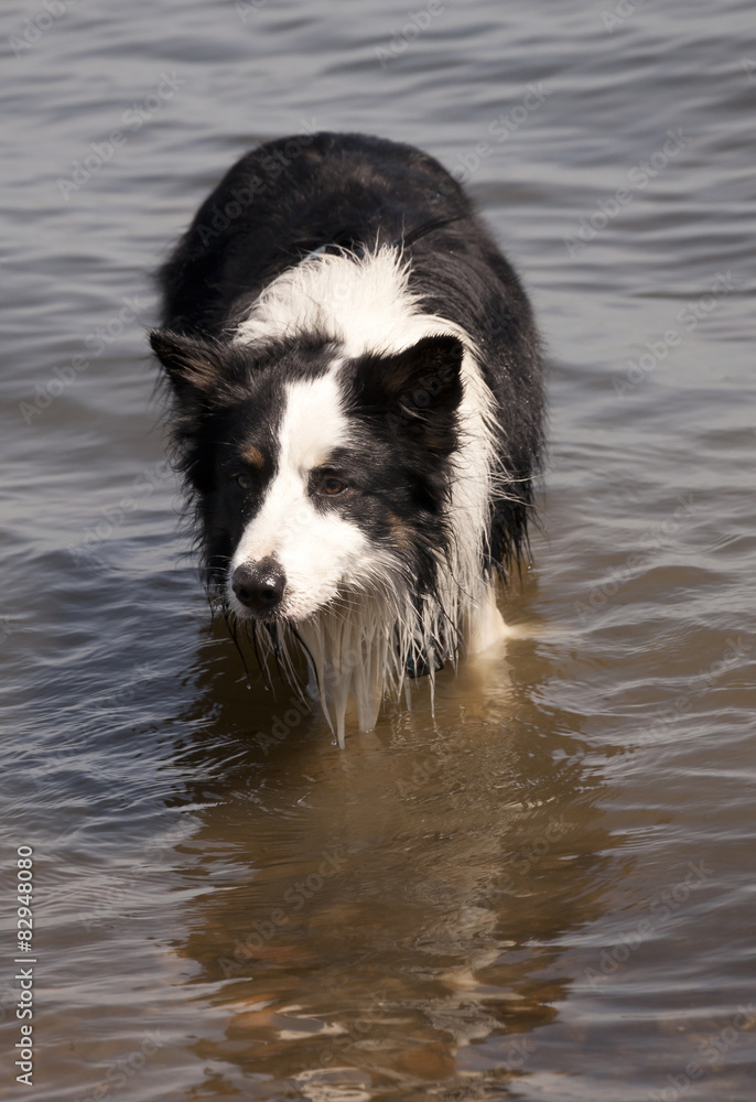 Male border collie enjoying water, Palava, Dam Nove Mlyny, Czech Male border collie enjoying water, Palava, Dam Nove Mlyny, Czech