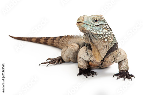 Grand Cayman Blue Iguana Looking to Side