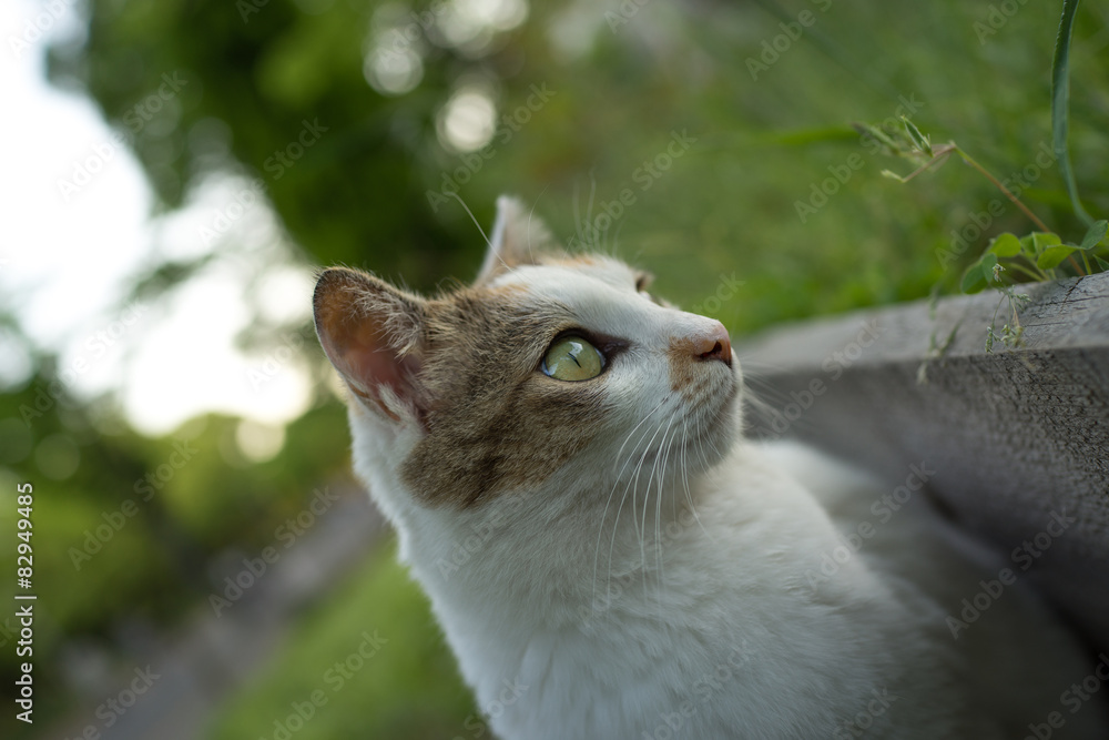 Obraz premium 様子をうかがうのらねこ