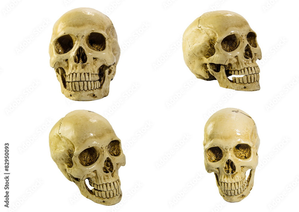 skulls on white background skulls on white background