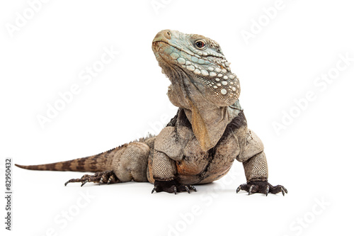 Grand Cayman Blue Iguana-Low View