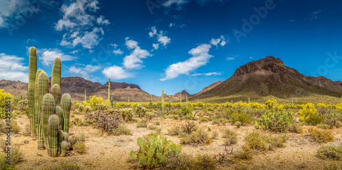 Krajobraz pustyni w Arizonie