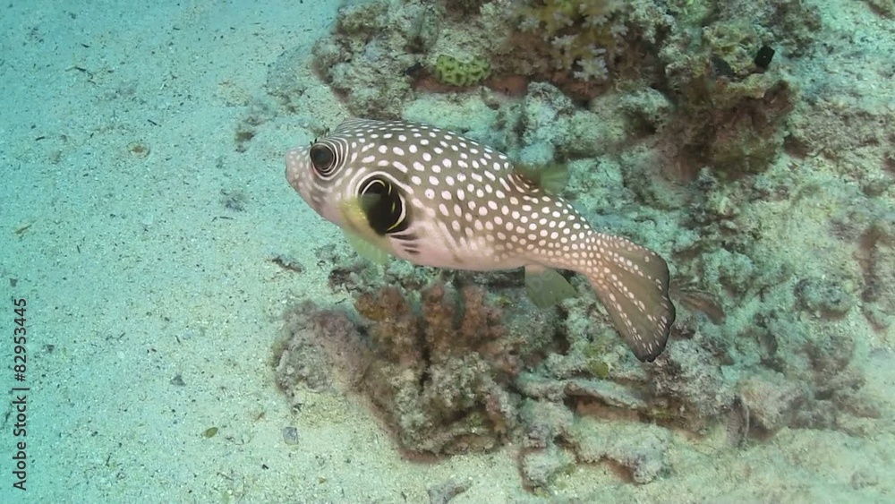 Pufferfish on Coral Reef, Red sea
Pufferfish on Coral Reef, Red sea