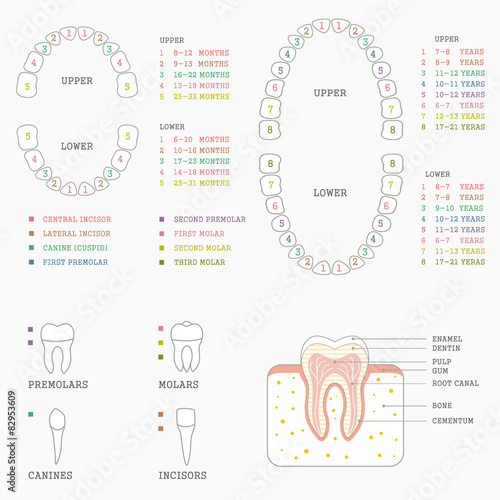 Fototapeta Naklejka Na Ścianę i Meble -  human tooth anatomy chart, diagram teeth illustration 