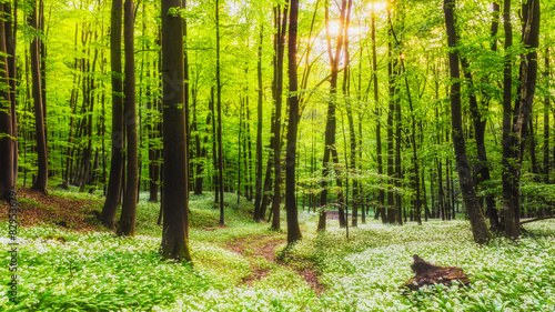 Fresh green Spring Forest in Franconia, Germany