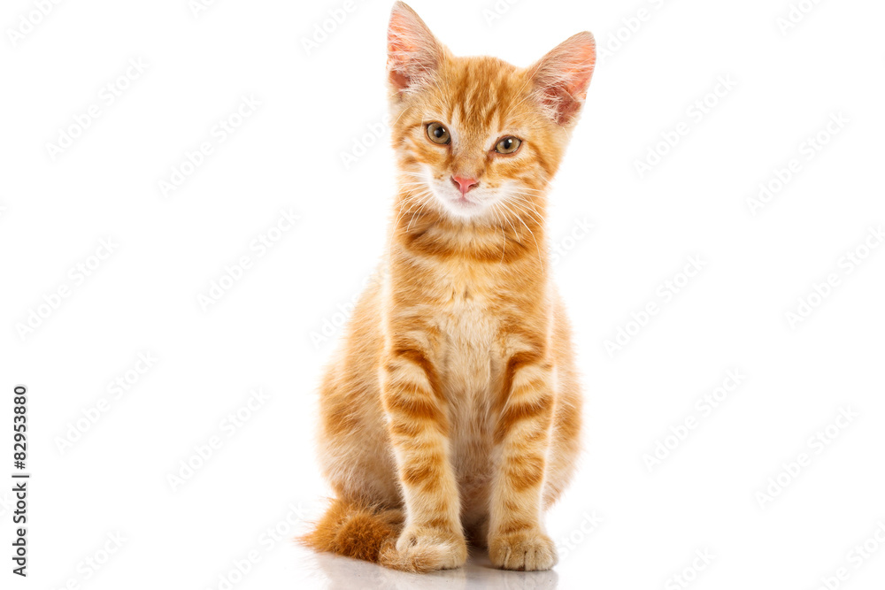 Red little cat Red little cat