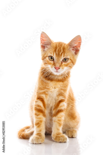 Fototapeta Naklejka Na Ścianę i Meble -  Red little cat