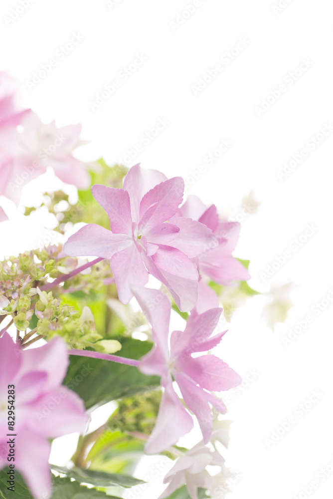 Obraz premium 満開のアジサイ 