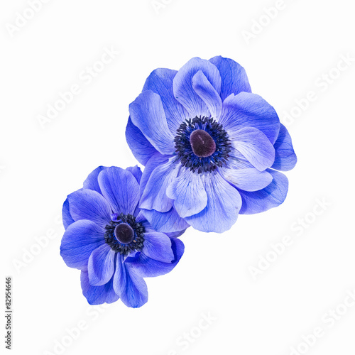 Tablou canvas blue anemone coronaria isolated