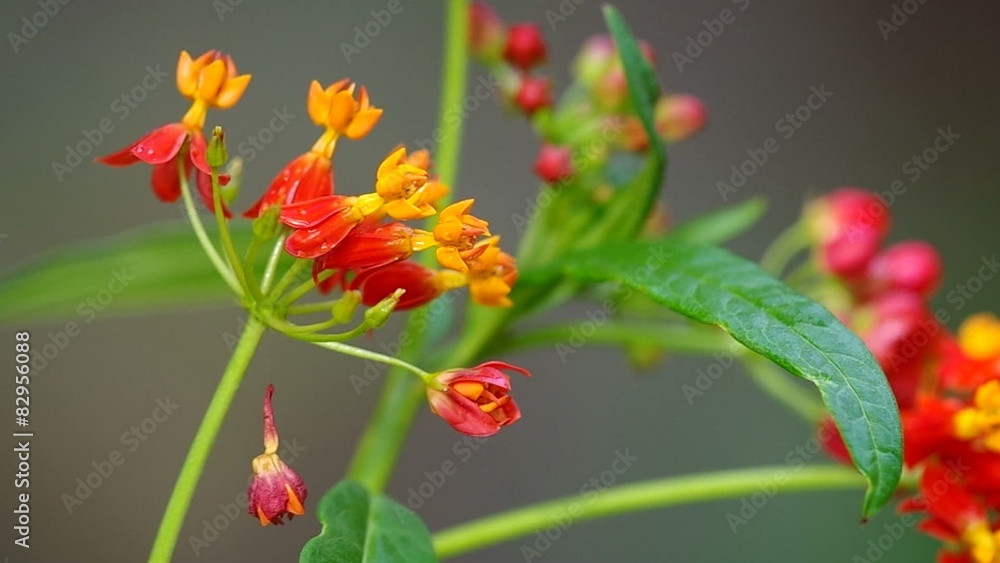 butterfly weed flowers are shaken by wind butterfly weed flowers are shaken by wind