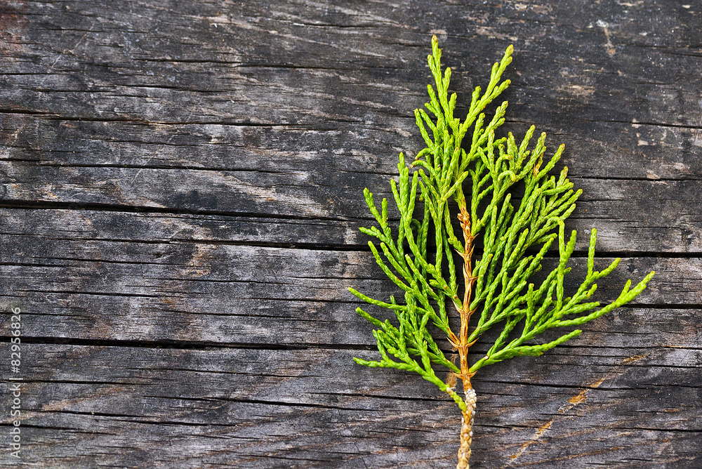 Green juniper branch on a grey wooden background Green juniper branch on a grey wooden background
