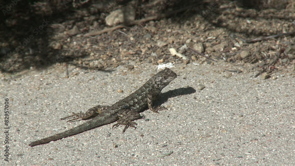 Lizard Scurries. A gecko crosses a road in Southern California. Lizard Scurries. A gecko crosses a road in Southern California.