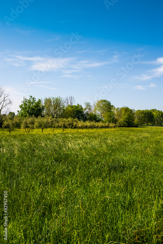 Campi ulivi prati, Paesaggio di campagna Toscana, agricoltura