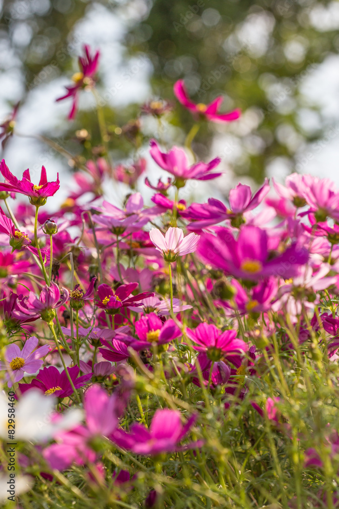 Floral background