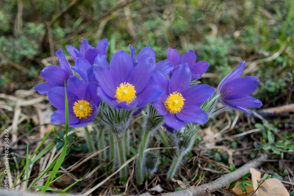 First blue crocus flowers, spring saffron First blue crocus flowers, spring saffron