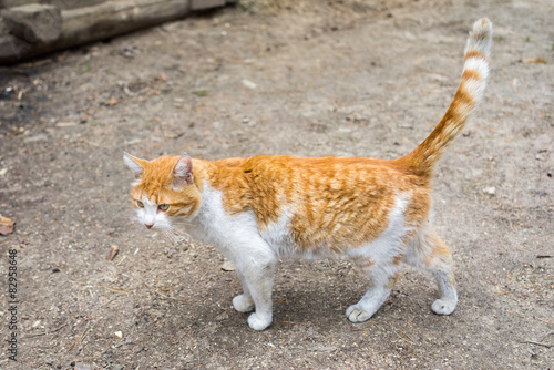 red male cat standing on the ground photo