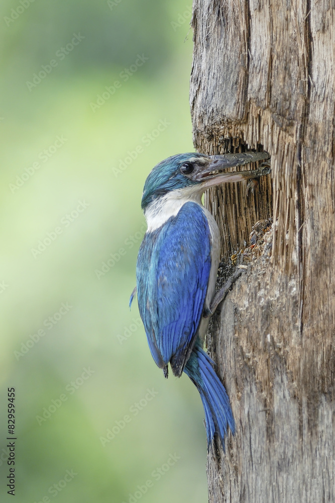 Obraz premium Collared Kingfisher, Bird carry prey for juvenile bird in nest