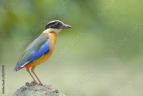 Beautiful Bird (blue-winged pitta) stand on the stone