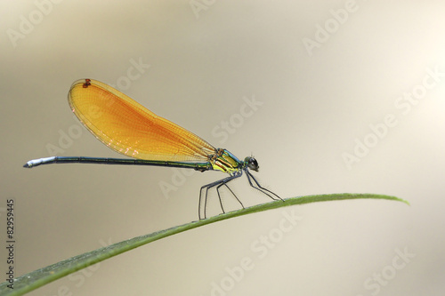 Beautiful dragonfly on green leaves photo