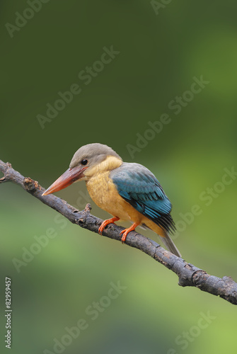 Bird (Stork-billed Kingfisher) perching on branch © Art789