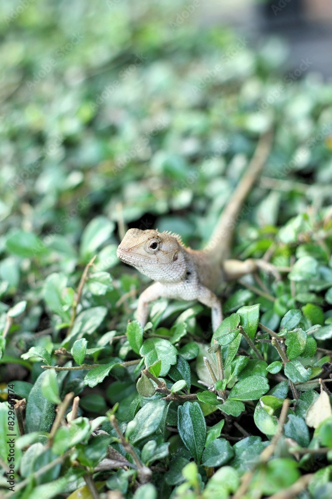 Brown thai lizard on tree Brown thai lizard on tree