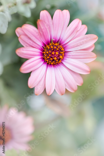Daisy. Colorful pink cute.