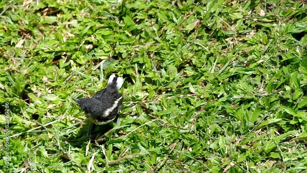 young oriental magpie-robin is moving around young oriental magpie-robin is moving around