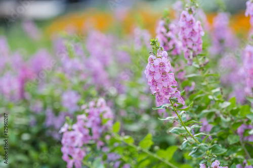 Floral background