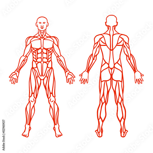 Anatomy of male muscular system, exercise and muscle guide