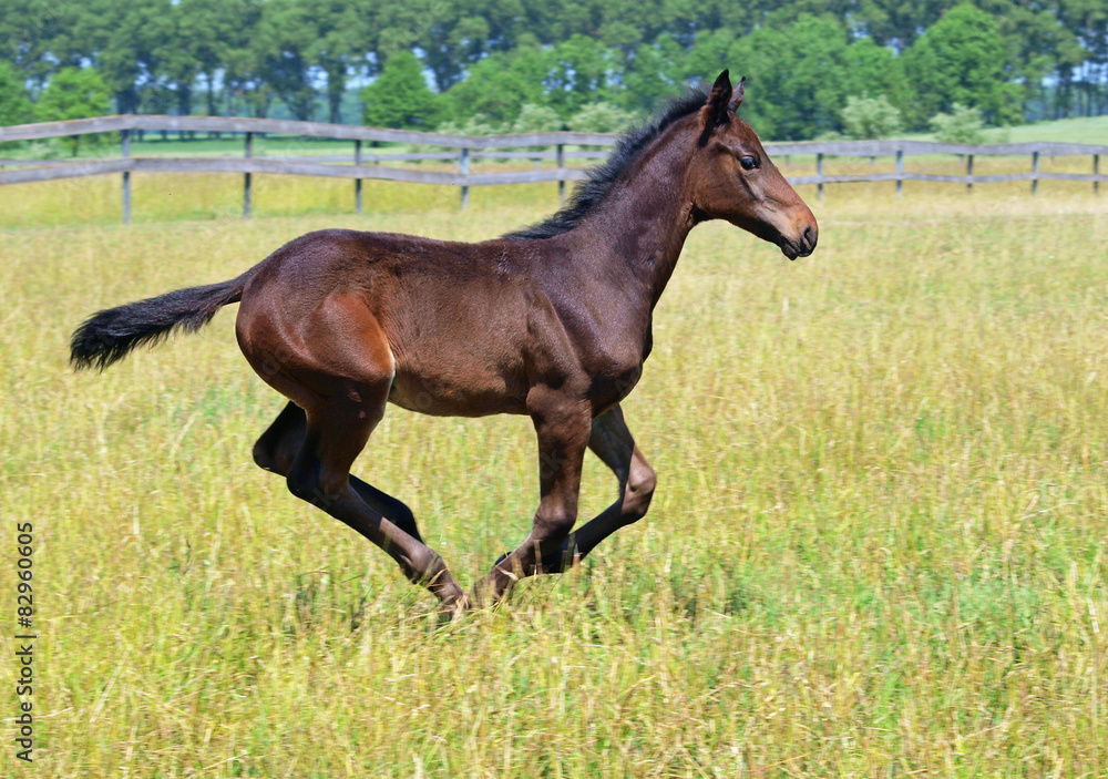 Fototapeta premium A bay foal galloping on the field