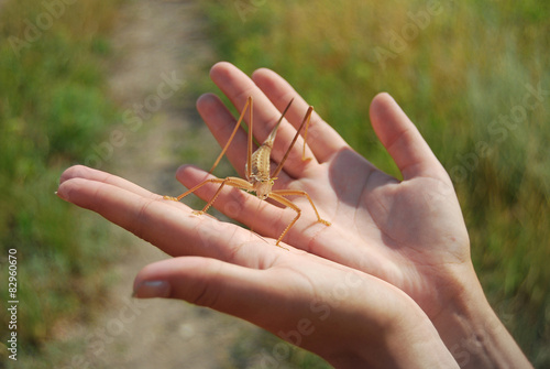 Foto Locusts sits on female palms disclosed
