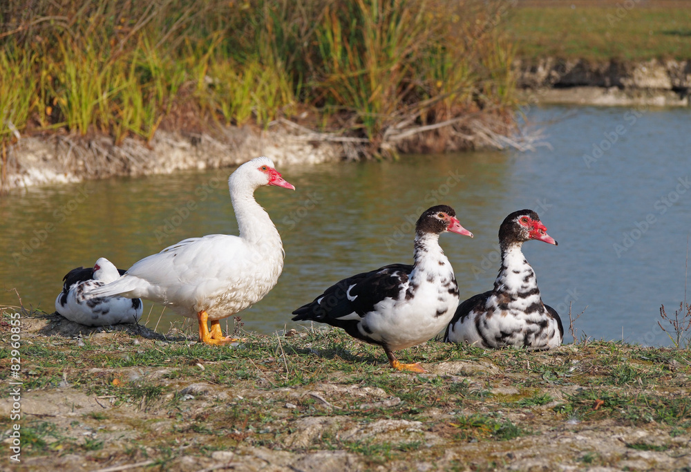 The group of muscovy ducks of the various colourings ashore lake The group of muscovy ducks of the various colourings ashore lake