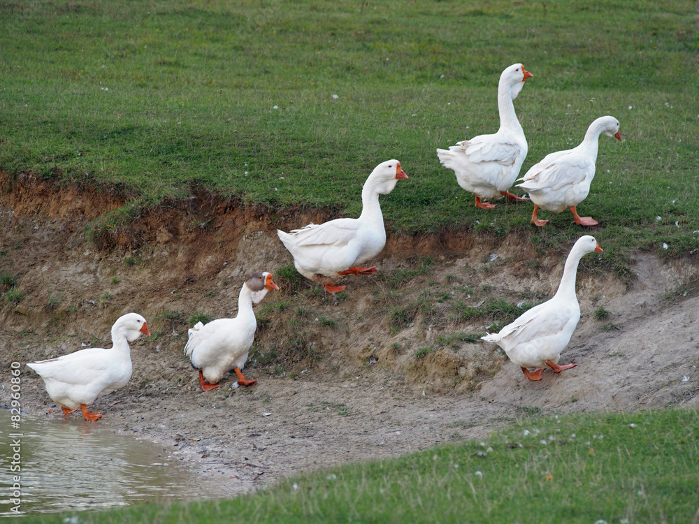 Obraz premium Group of white domestic geese on a lakeshore