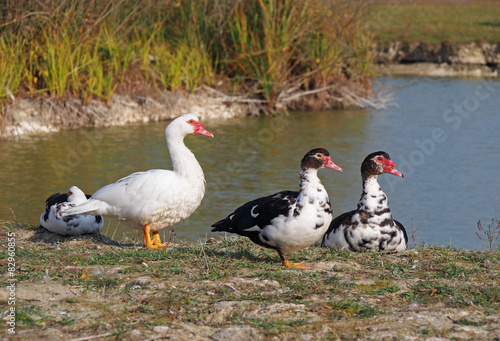 The group of muscovy ducks of the various colourings ashore lake