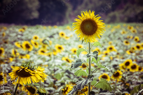 sunflower with filter effect retro vintage style