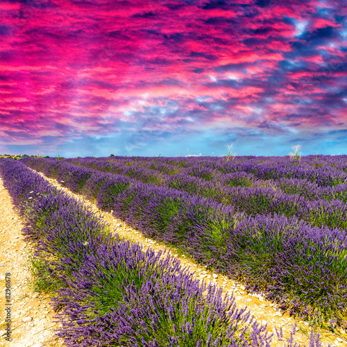 Fototapeta Naklejka Na Ścianę i Meble -  Lavender flower blooming scented fields in endless rows. Valenso
