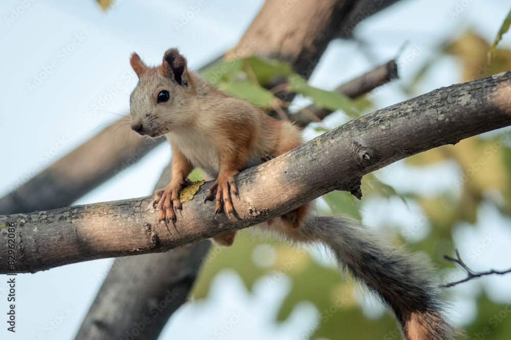 Obraz premium squirrel is preparing to jump